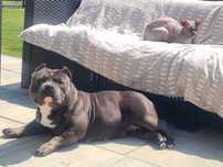 American Bully Pocket Bardzo Silny Miot