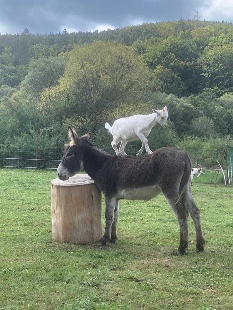 Zagroda Kopytkowo Glamping pole namiotowe nocleg