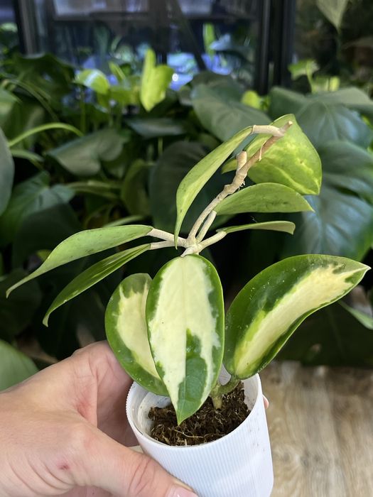 Hoya Acuta variegata