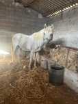 Cavalo inteiro muito manso