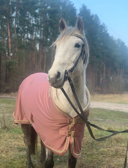 Derka Eskadron Rosewood