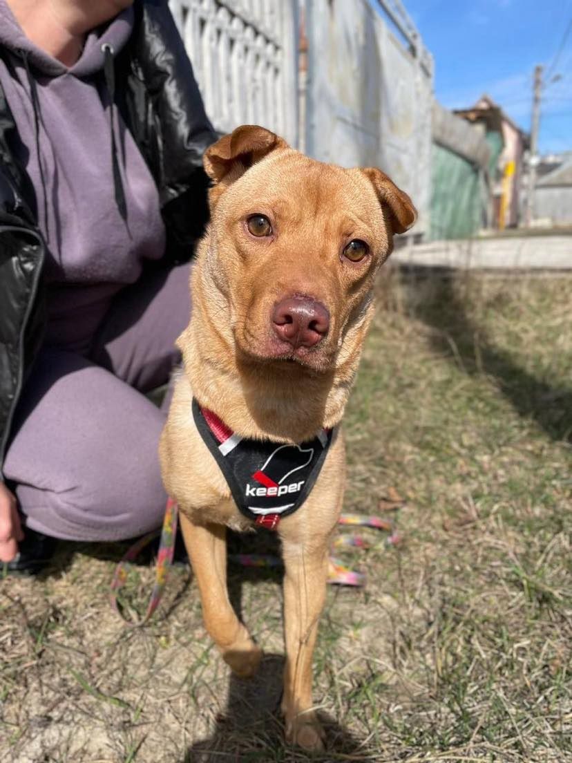 Mix sharpei dom tymczasowy/ stały