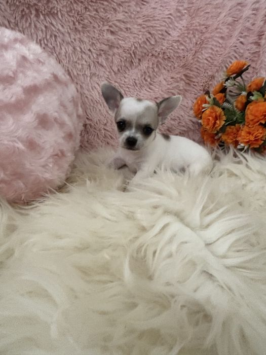 Śliczny piesek krótkowłosyrasy chihuahua