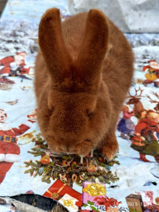 Nowozelandzki Czerwony Samiczki