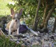 Chihuahua macho pelo curto
