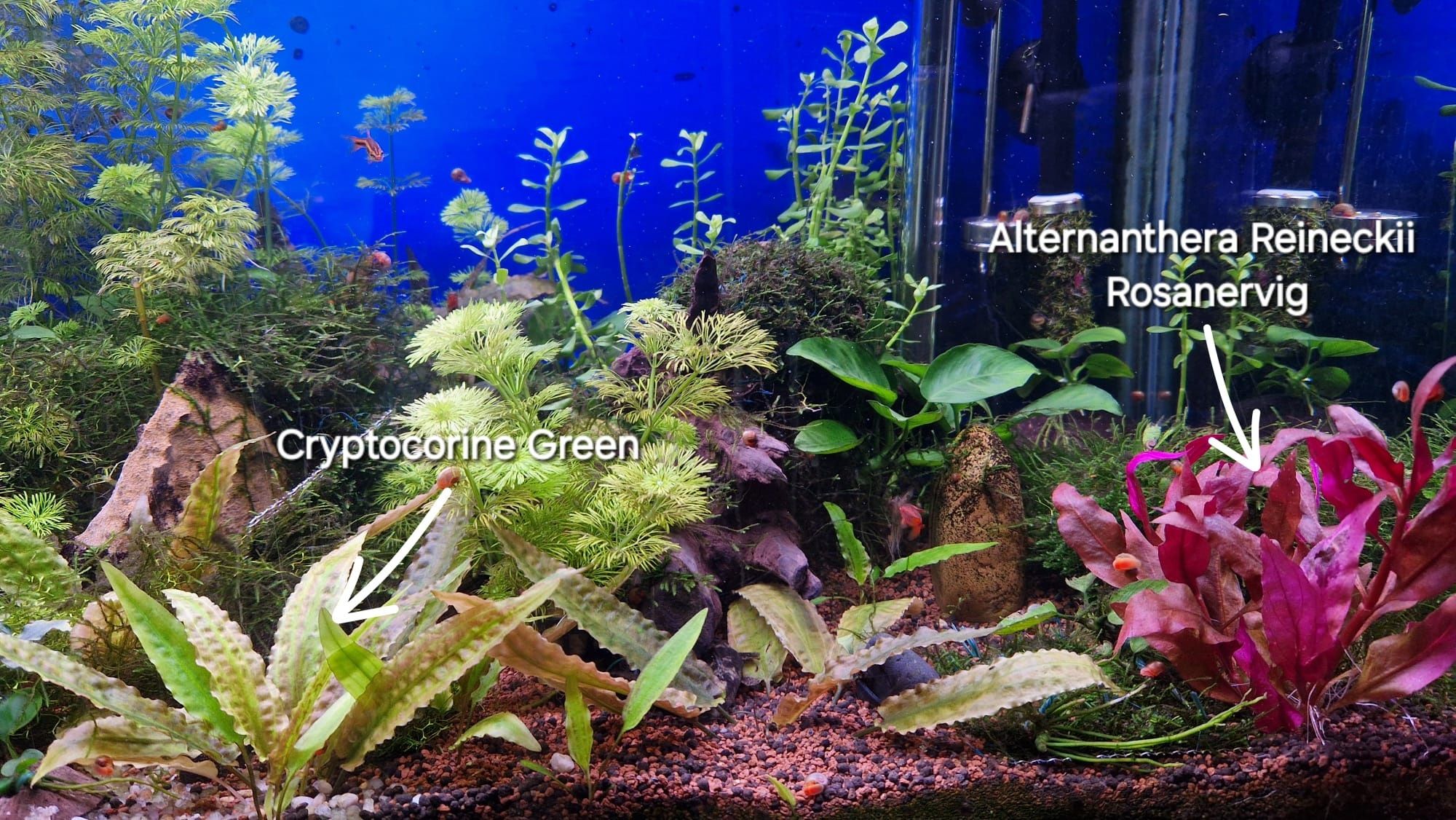 Pack c/ 25 plantas aquário
