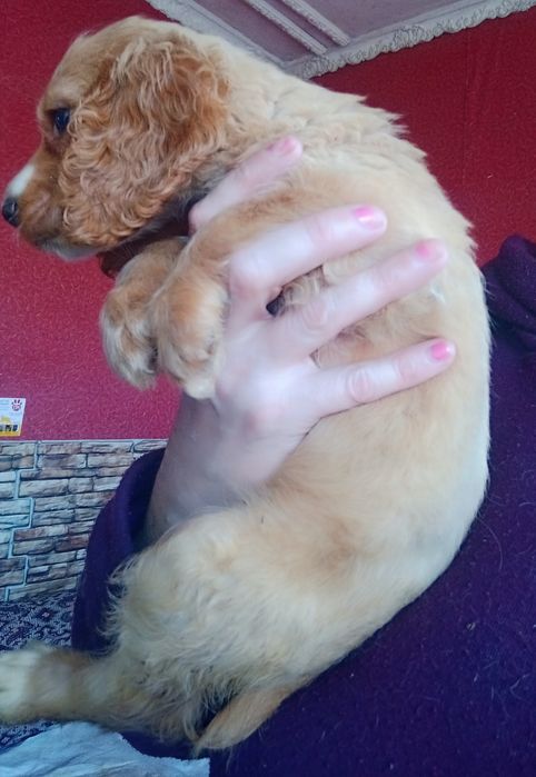 Кремові кокер спаніелі