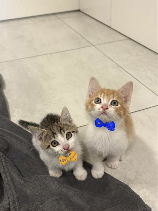 Oddam kotki w dobre ręce