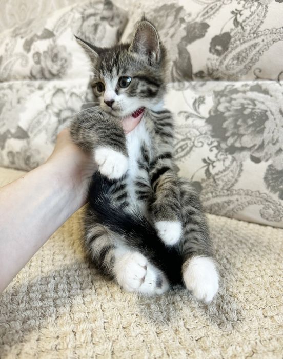 Маленькая Прелесть )