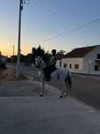 Cavalo com 14 anos livro verde