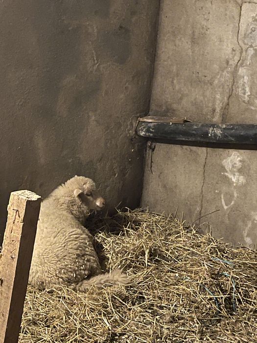 Troco este borrego por uma femea
