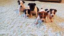 Piesek Jack Russell Terier