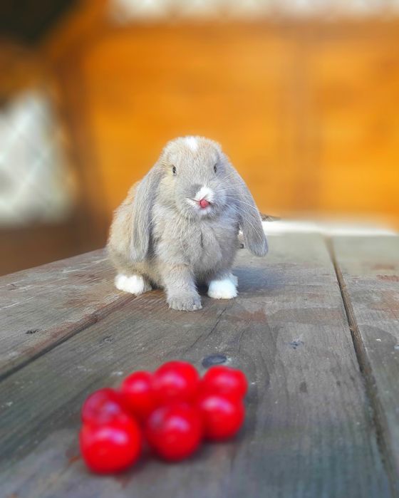 Карликовый мини кролик вислоухий баранчик