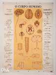 Poster Didáctico "O Corpo Humano" - Quadro nº 8 - Sistema Nervoso Cent