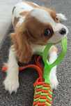 Cavalier king charles spaniel