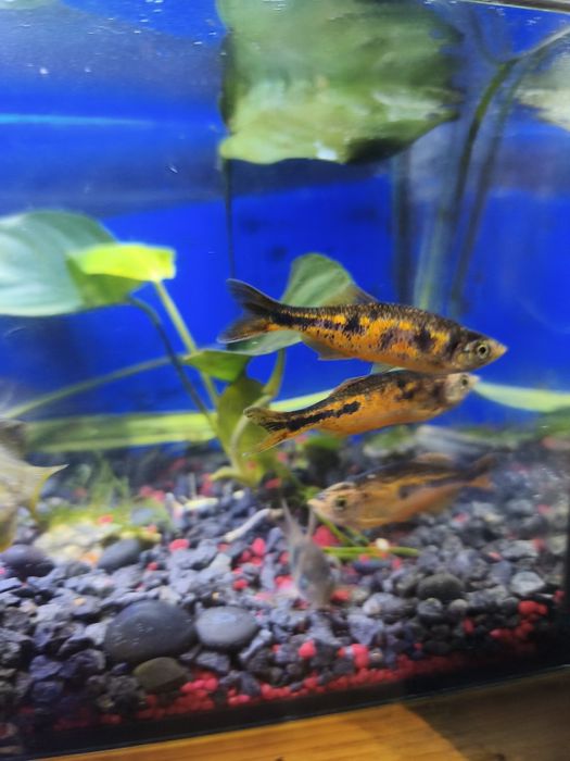 Danio Maliborskie 3szt + Kirysek Gratis