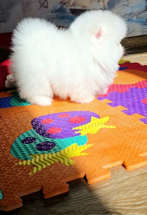 Померанський шпіц КСУ цуценя мішка купити щенка цуценя