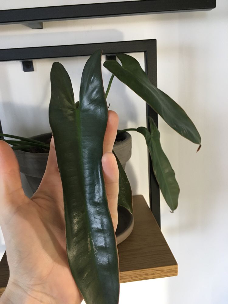 Філодендрон Philidendron Santa Leopoldina