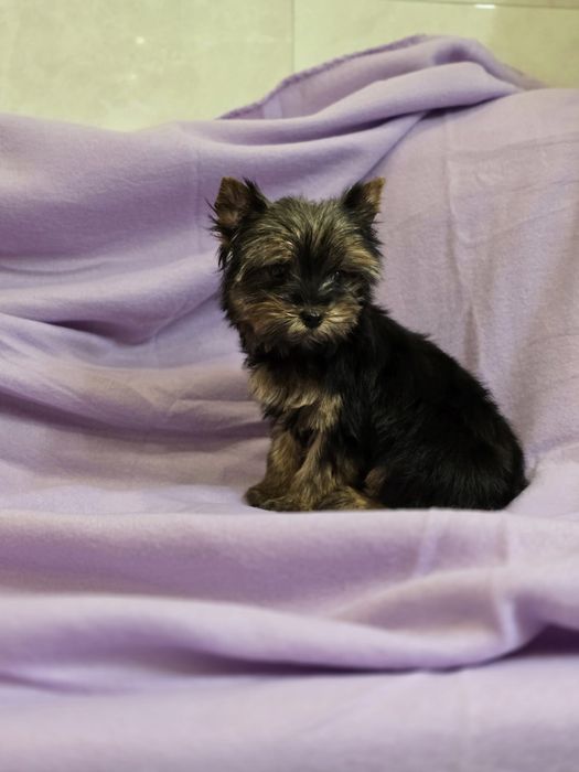 Piesek mini Yorkshire terrier