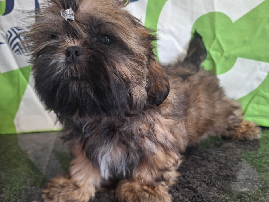 Shih Tzu urocza sunia