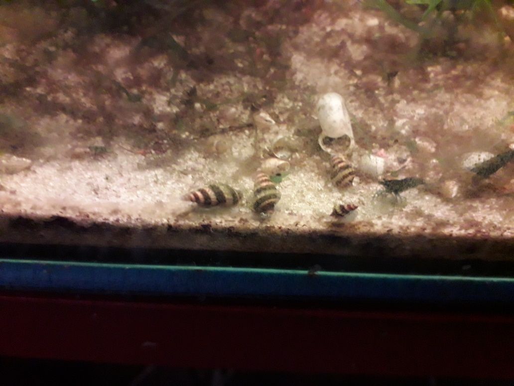 Helenki  wróg ślimaków