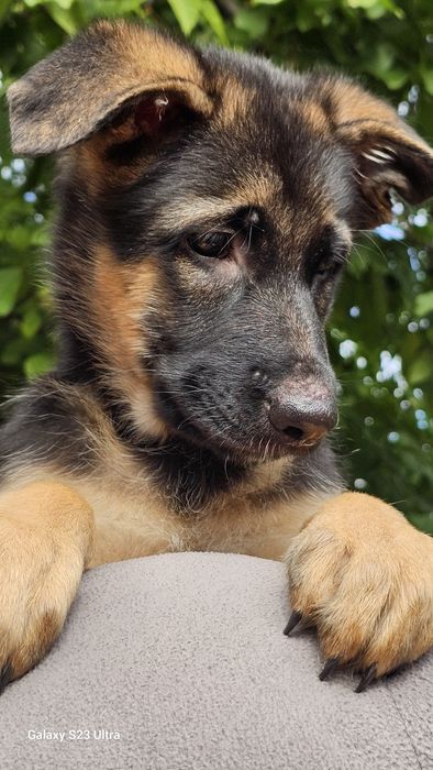 Чудові цуценята,німецької вівчарки шукають свою родину.