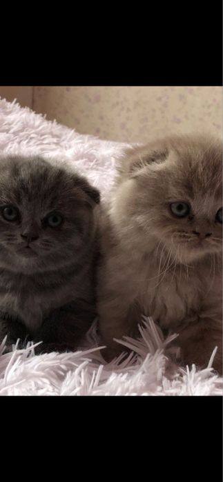 Котенята Шотландські