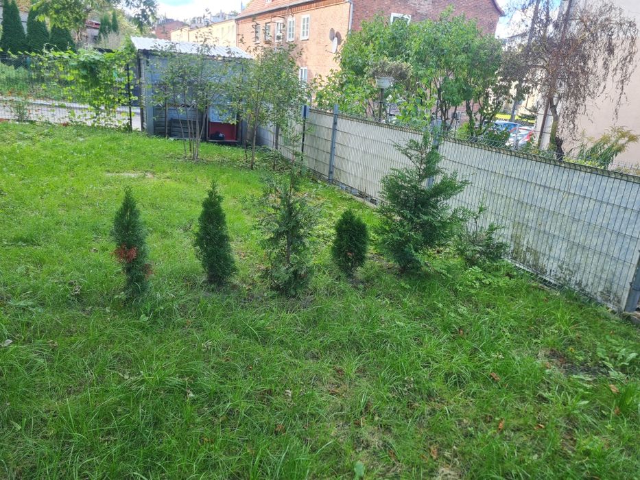 Sprzedam Tuje 6 drzewek