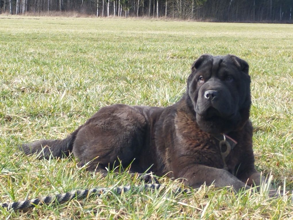 Shar pei sunia Coral