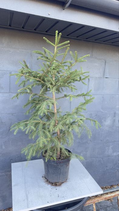 Туя смарагд західна,ялівці різного виду,магнолія,сакура,ялина,гортензі