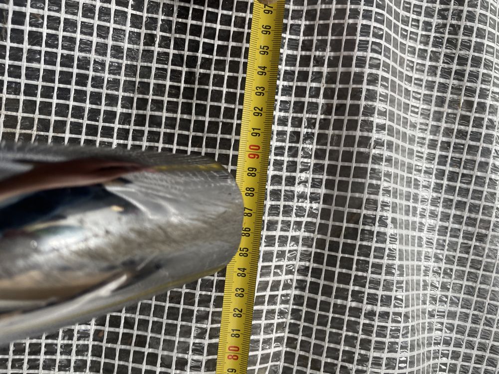 Orurowanie kangur chrom przód A-Bar 90x40 cobra wysylka