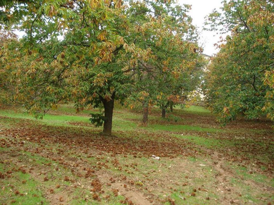 Vendo 12 Hectares de castanheiros