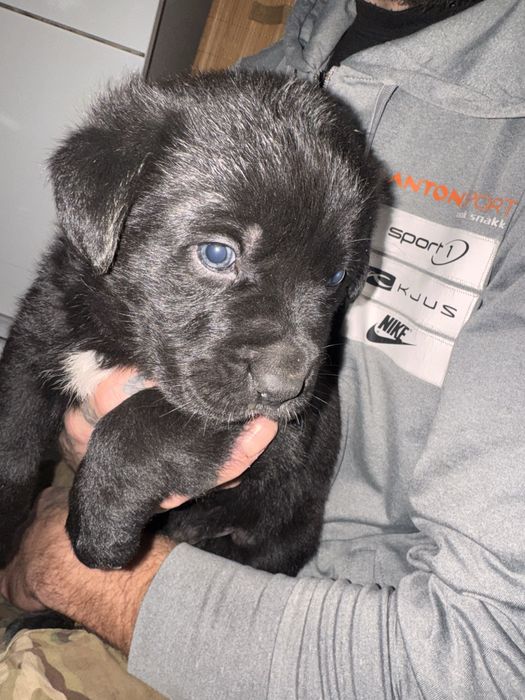 Do oddania szczeniaki labradora