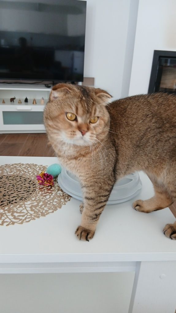 Macho Scottish fold. Golden shaded. Reprodutor