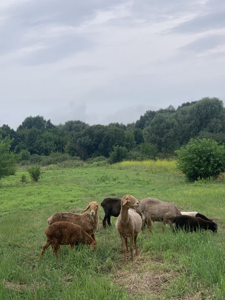 Продам вівці, барани, гіссари, дорпер