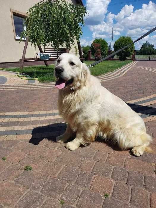Golden retriever szczeniak