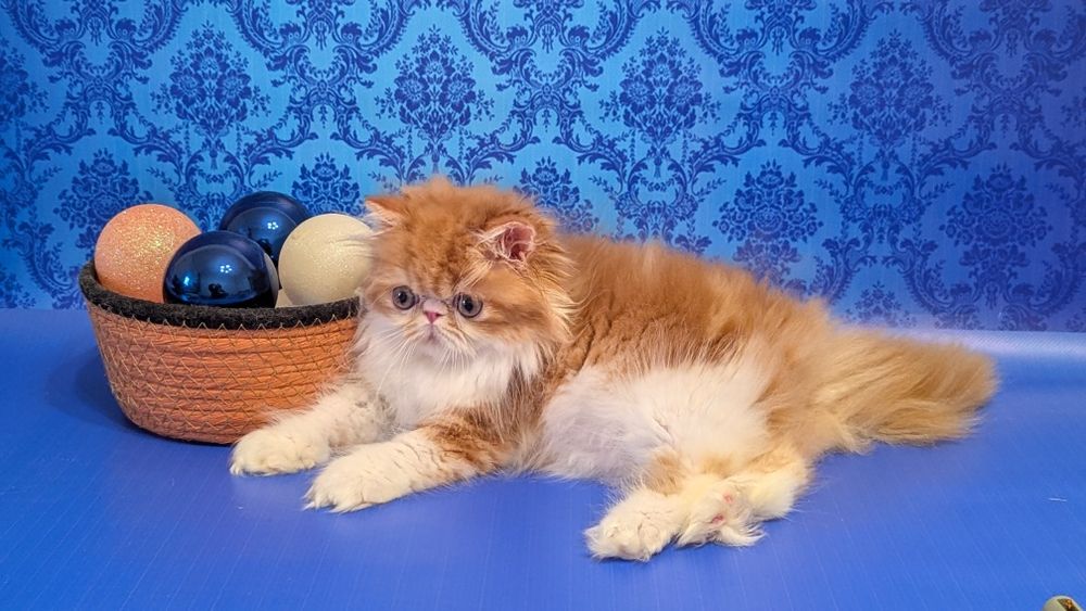 Рудий з білим хлопчик з офіційного розплідника