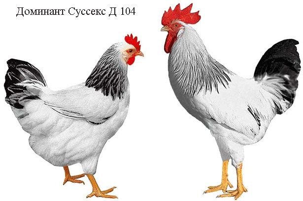 Інкубаційне яйце домінантів зузулястого блакитного сусекс крапчатого