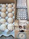 Яйце для інкубації