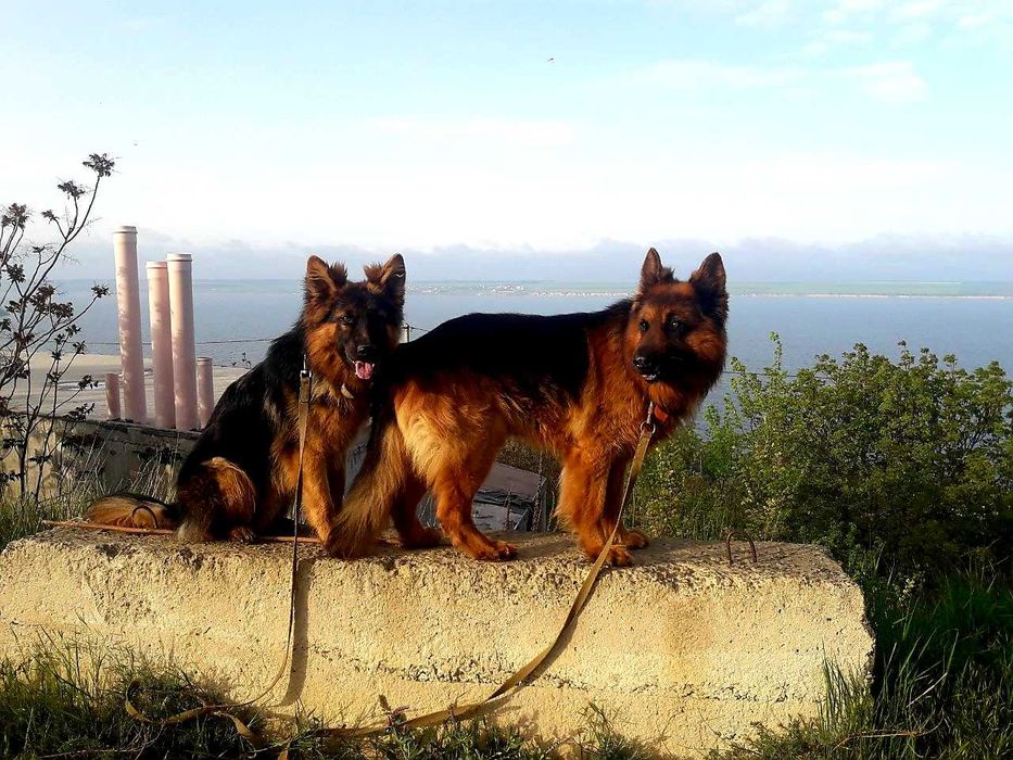 немецкая овчарка супер щенки для охраны