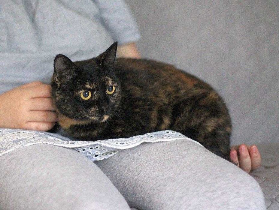 Piękna,  ok 3 letnia kotka szylkretka do adopcji