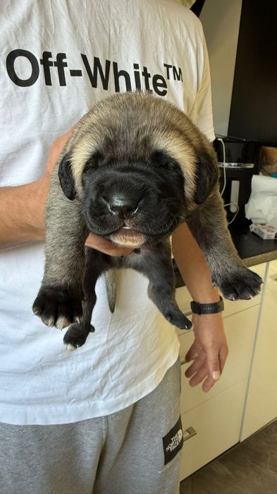 KANGAL.  Kangalowa Wataha FCI. Dostepne SUCZKI