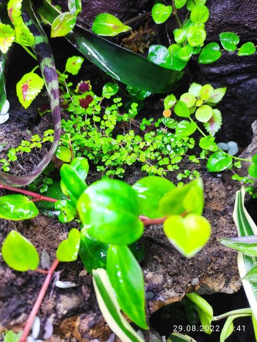 Terrarium tropikalne gekon orzesiony