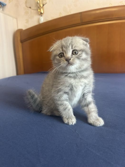 Шотландские мраморные котята