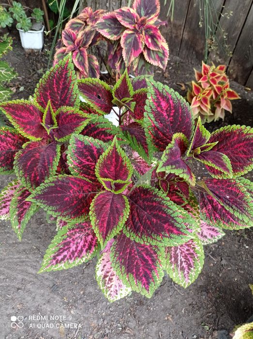 Колеуси сортові набір 12 шт вкорінені