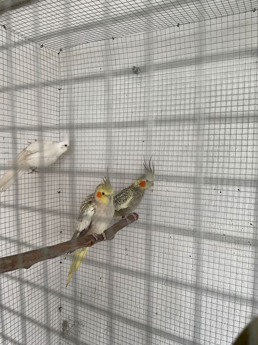 Caturras canela, arlequim e albina