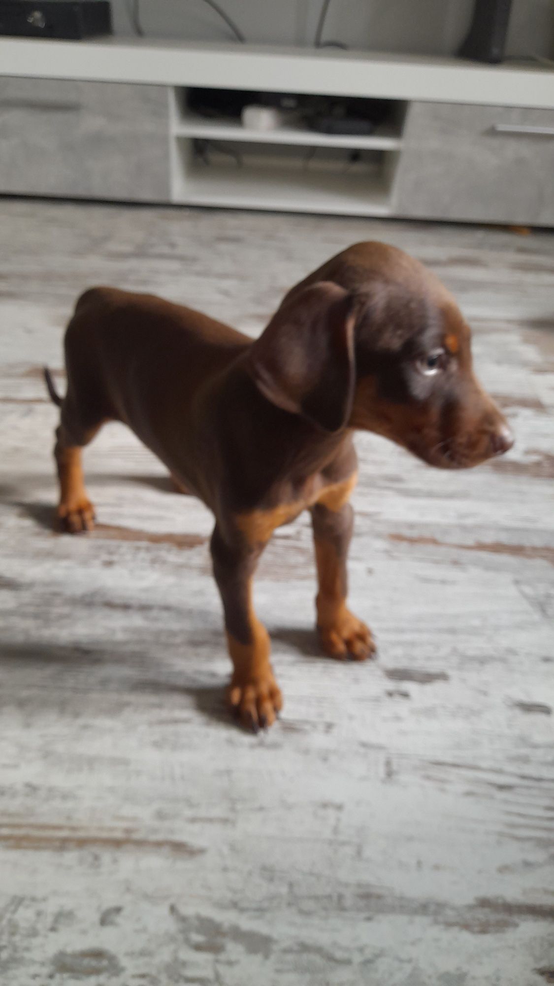 Doberman szczeniak rezerwacja