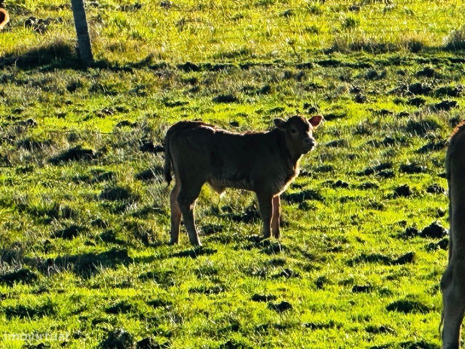 Quinta com casa em pedra para recuperar