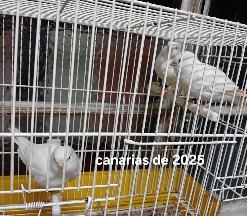 Canarias brancas de 2025