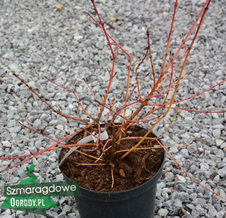 Dereń świdawa MIDWINTER FIRE cornus sanguinea - WYSYŁKA